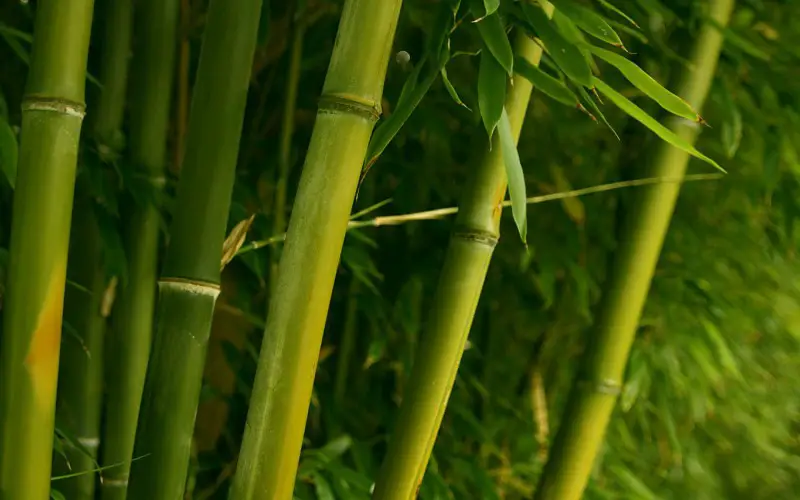 flexible como el bambu