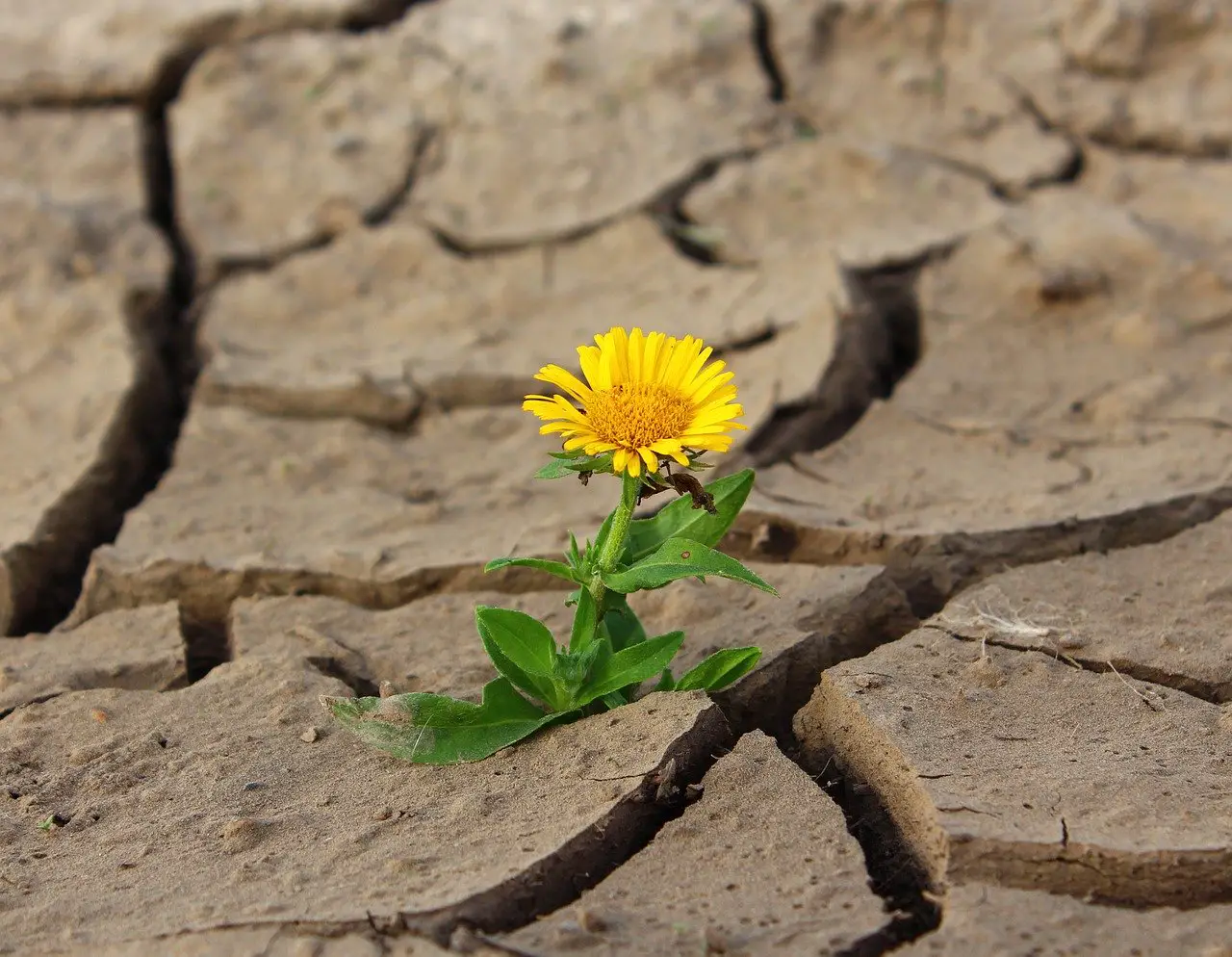 Resiliencia. Cómo vencer la adversidad y aprender a sobreponerse