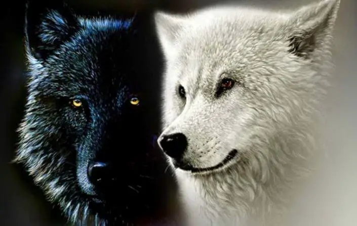 Dos lobos