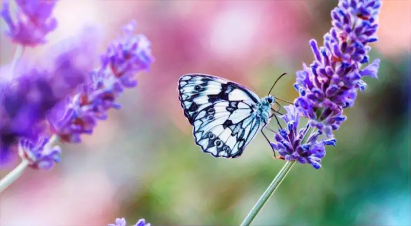 Una mariposa posada sobre una hermosa flor